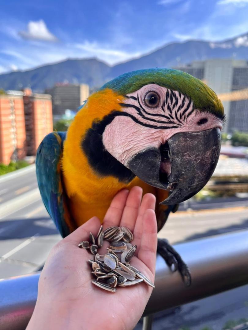 Ololo Caracas B&B エクステリア 写真