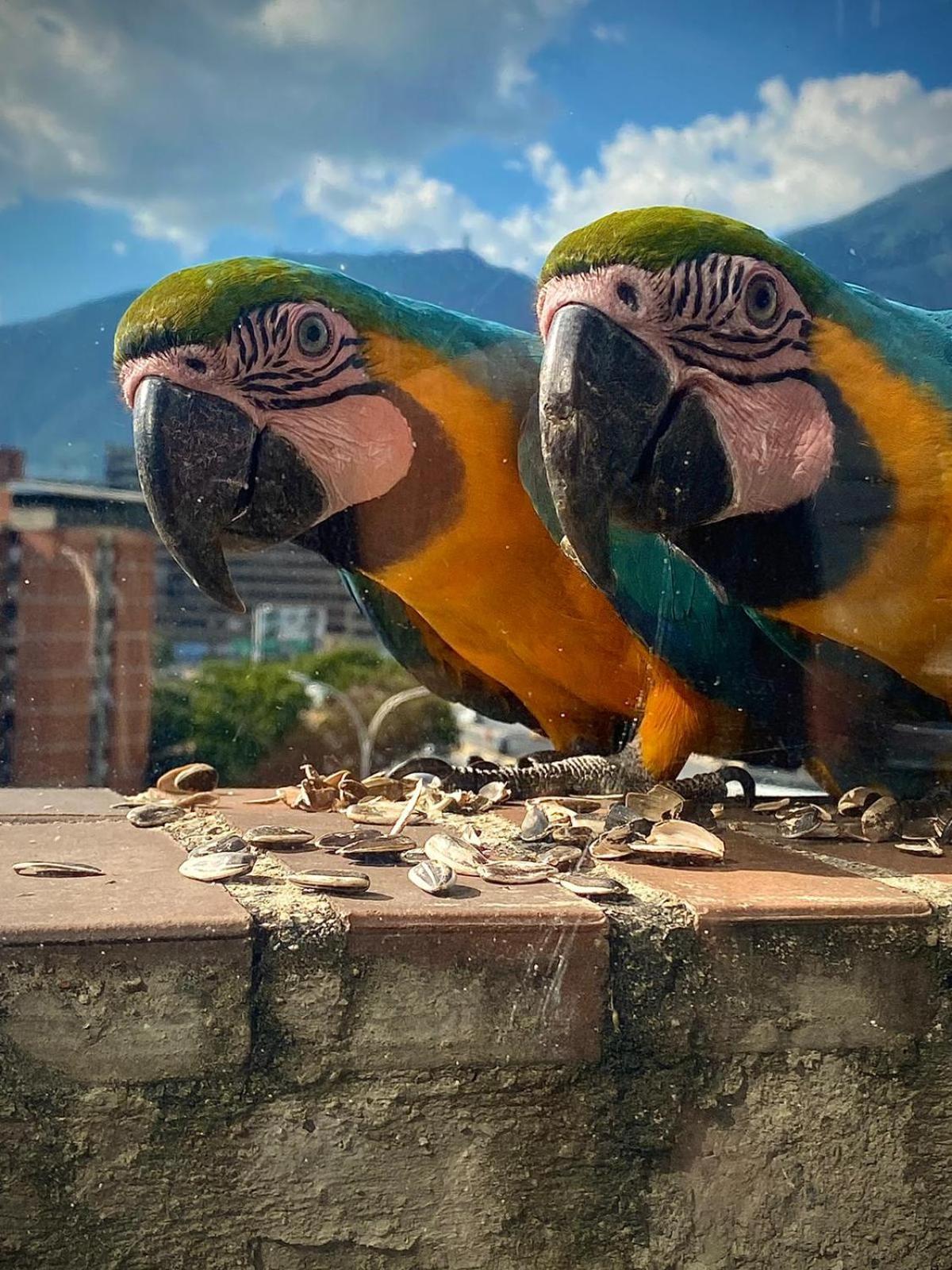 Ololo Caracas B&B エクステリア 写真